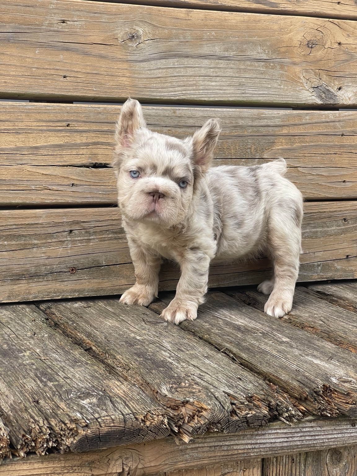 Milan, available female puppy