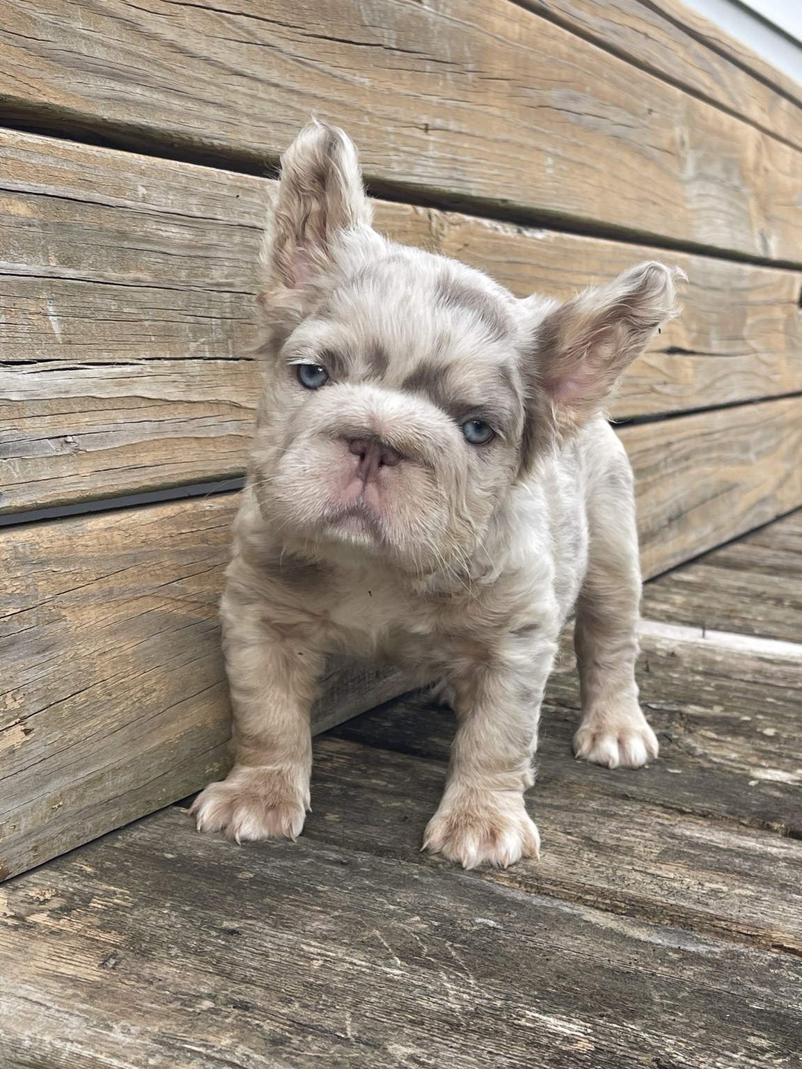 Milan, available female puppy — photo 2 of 2