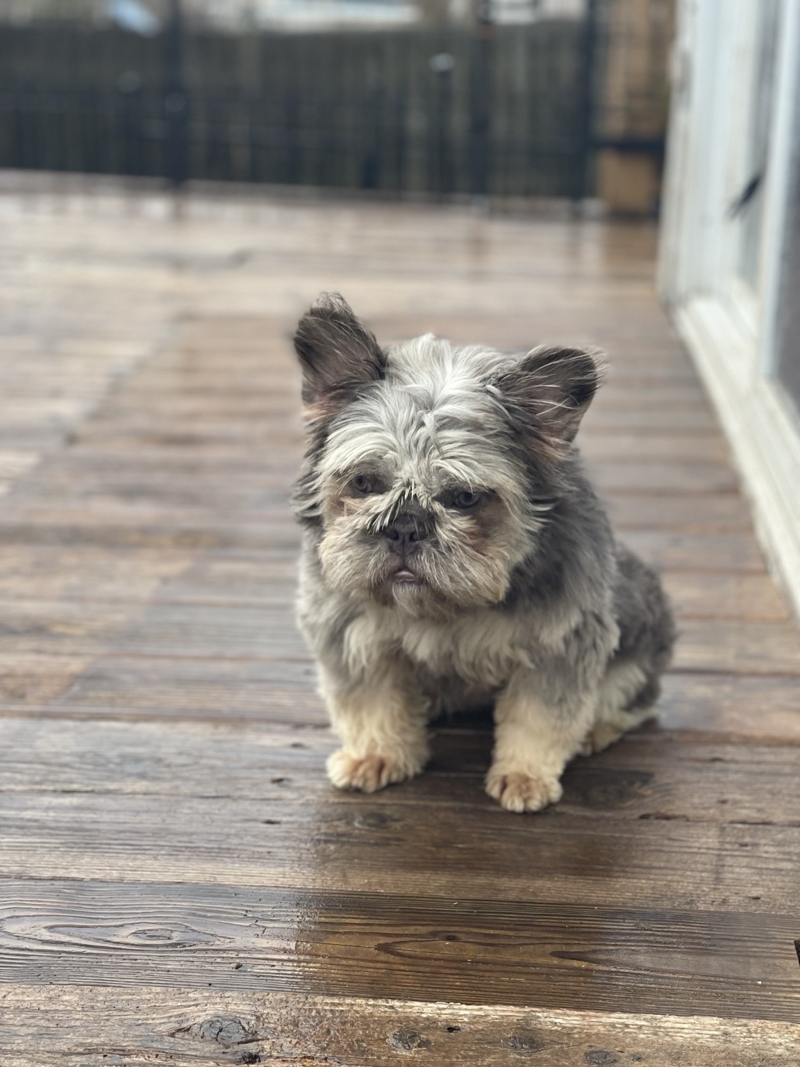 Minky, a Mag Mile Frenchies dam