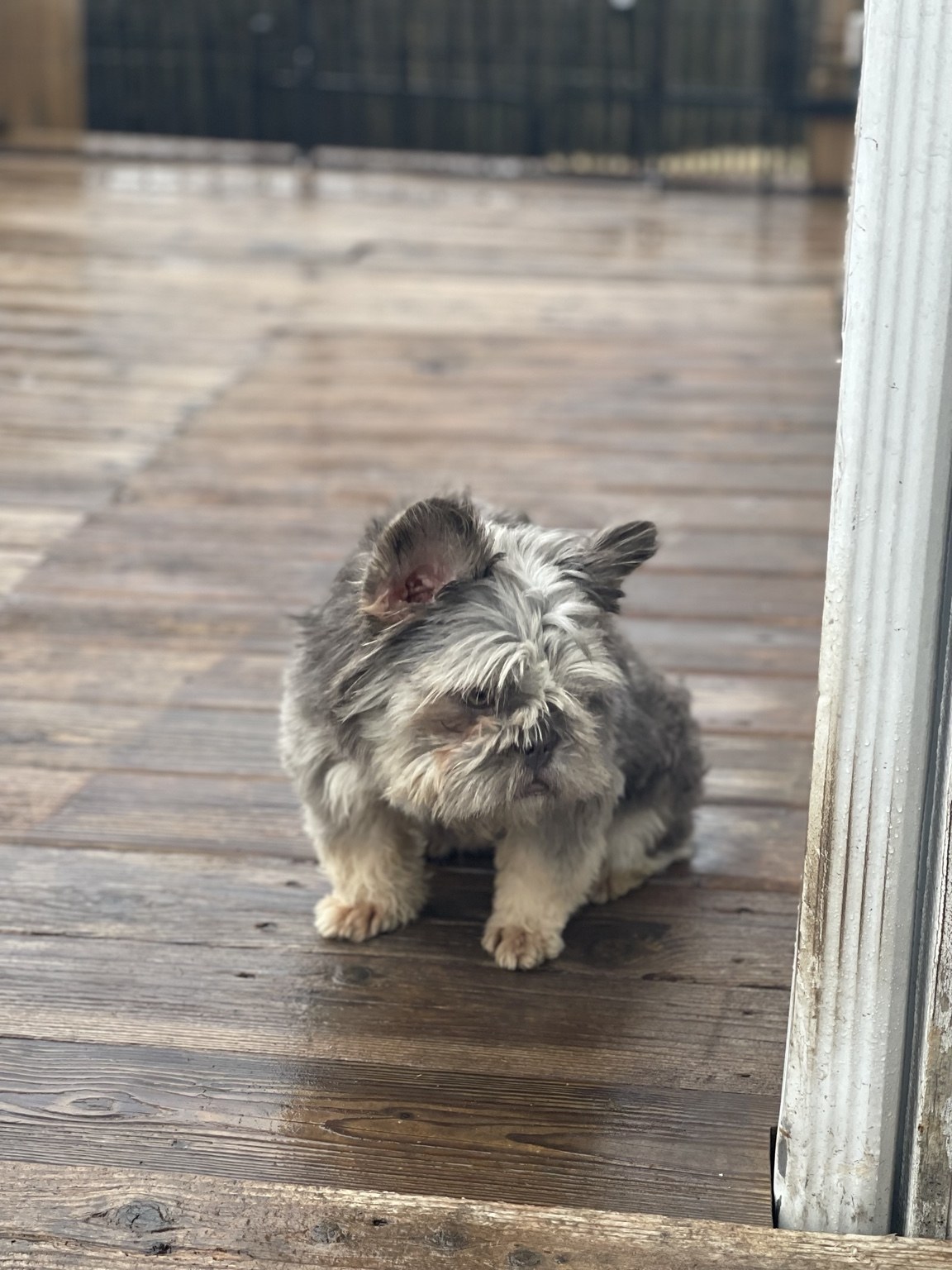Minky — photo 2 of 3