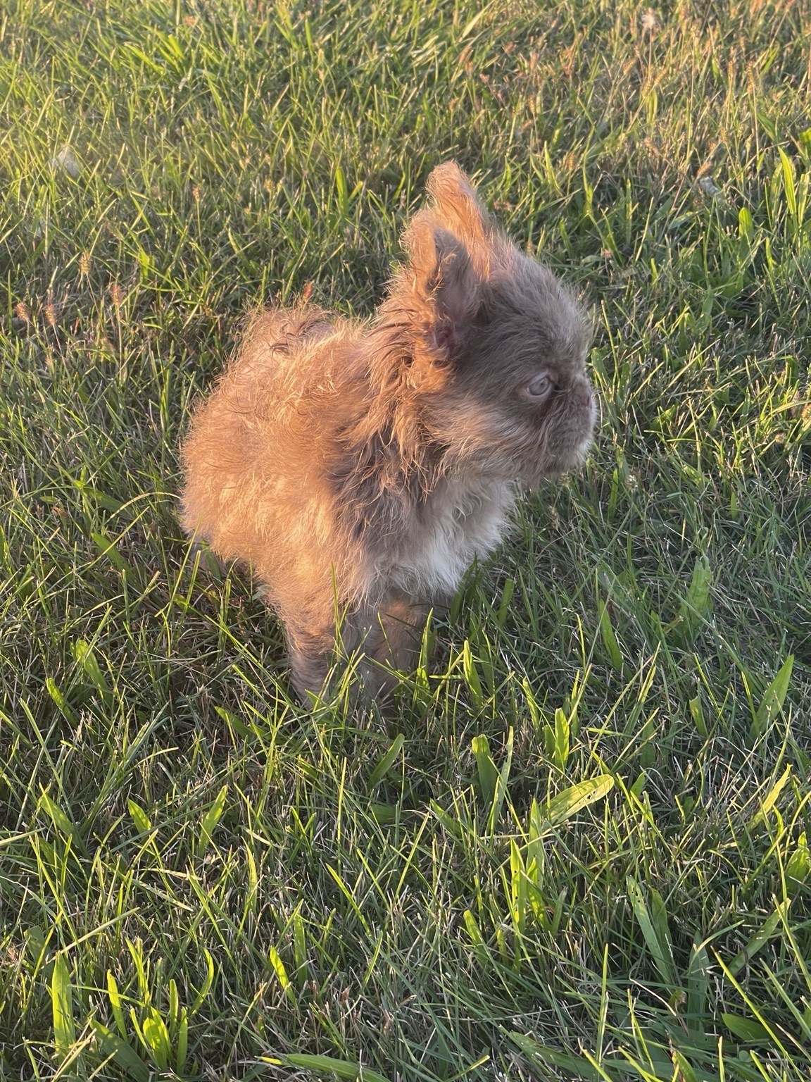 Moana, available female puppy — photo 2 of 4
