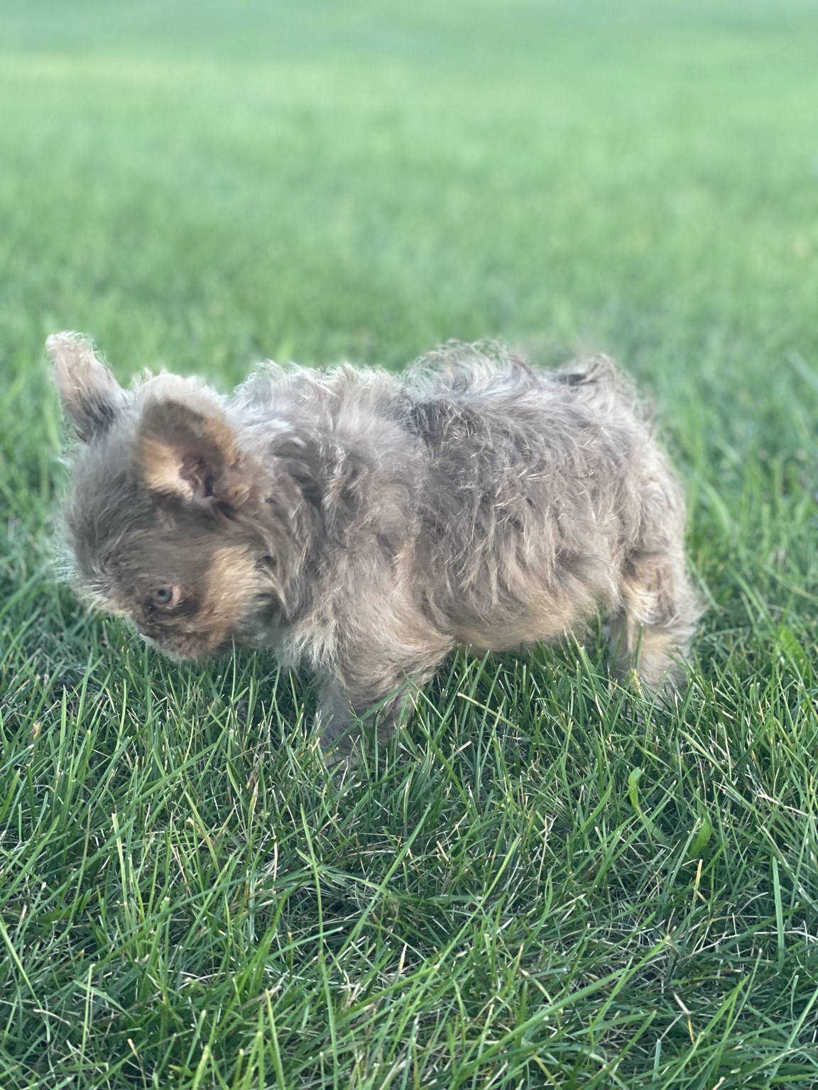 Moana, available female puppy — photo 3 of 4