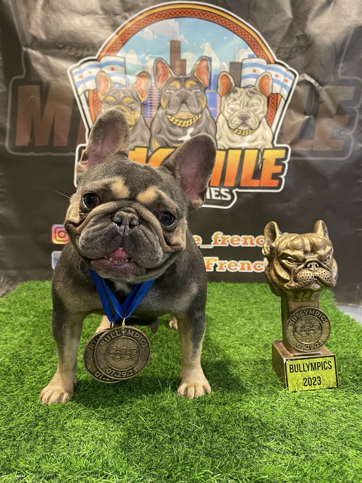 Stella beside her trophy, with the Mag Mile Frenchies logo behind her