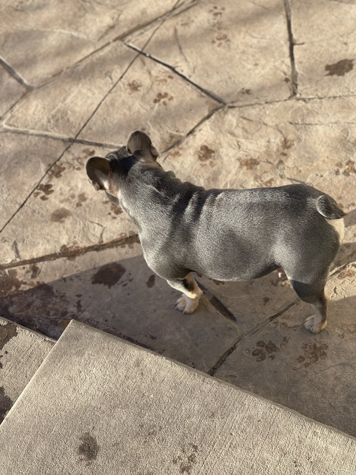 Remembering Stella — photo 2 of 10