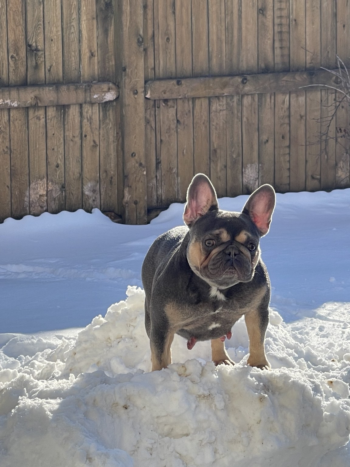 Remembering Stella — photo 3 of 10