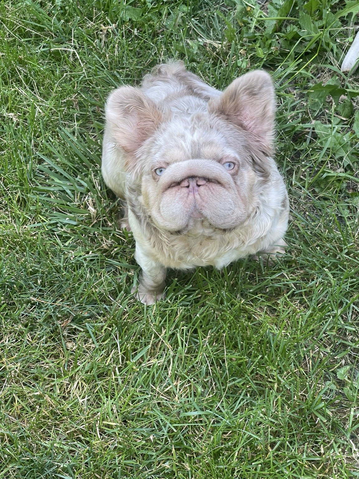 Zuri, a Mag Mile Frenchies dam